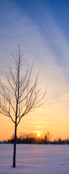 landscapes preview