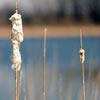 cat tail