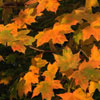 leaves in autumn