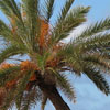 palm tree on waterfront