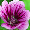 macro shot of beautiful purple flower
