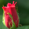 red rose